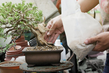 Making of bonsai trees, Sprinkle the soil and rake the soil to tighten the roots, Handmade...