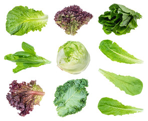various fresh leaf salads cut out on white