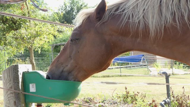 Chestnut horse takes drink on sunny day. Flies swarm its eye and face.