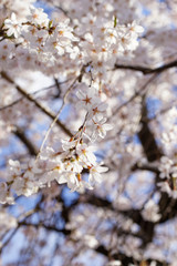 Obraz premium 上品蓮台寺の枝垂れ桜