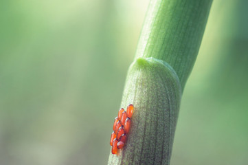 Insect eggs orange color on a blade of green grass, grass stem close-up