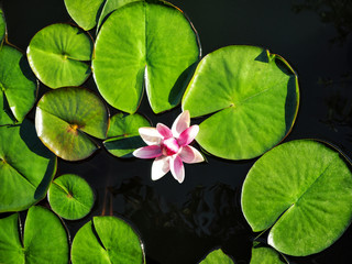 Top view of water lily and green leaves. Natural background with lotus flower on water surface - obrazy, fototapety, plakaty