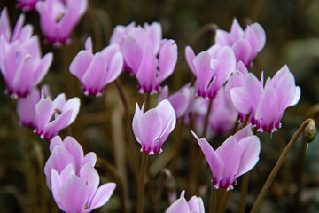 cyclamen flowers pink, purple, in the nature close up,