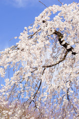 上品蓮台寺の枝垂れ桜