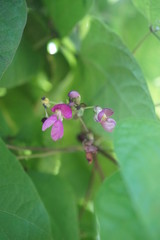 beans flower