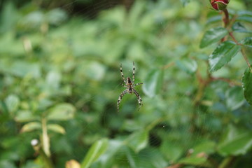 spider and prey
