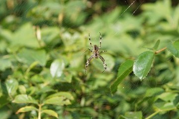 spider on web