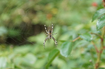 spider on a web