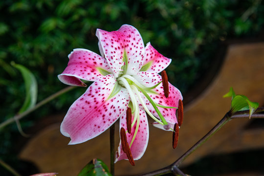 Single isolated pink lily flower, facing the center of the image