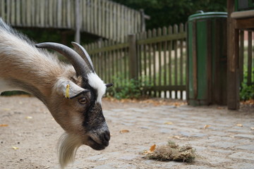 Fototapeta premium portrait of a goat,goat, animal, farm, mammal, nature, animals, domestic, livestock, fur, grass, white, rural, cute, agriculture, head, brown, horns, horn, young, baby, looking, hair, kid, horned,