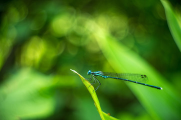 アマゴイルリトンボ