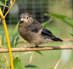Young Male Bullfinch approximately 6 weeks old fallen from nest and found in road sanctuary reared and released at 4 months - still comes to garden!