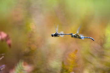 マダラナニワトンボ　産卵 © 雄一 松崎