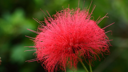 Mimosa tree blossom or powderpuff bloom , Calliandra Surinamensis, Mimosaceae family, Pink powder puff, Surinamese stickpea, Surinam powderpuff