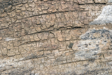 old wood texture