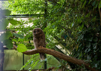 Barred Owl chick sitting on branch