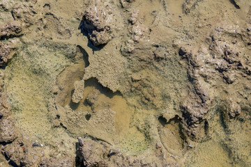 swamp background