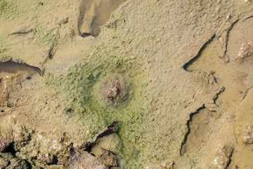 swamp background