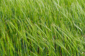 A fragment of a green rye field as an agricultural background