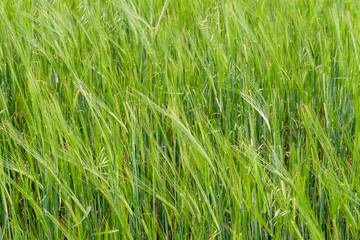 A fragment of a green rye field as an agricultural background