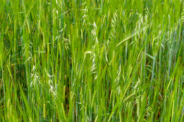 A fragment of a green oat field as an agricultural background