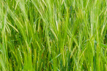 A fragment of a green rye field as an agricultural background