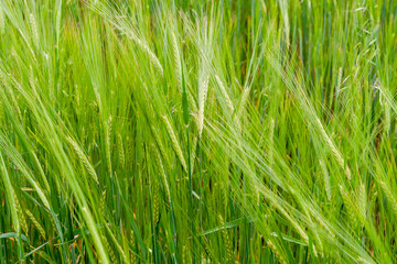 Fototapeta na wymiar A fragment of a green rye field as an agricultural background