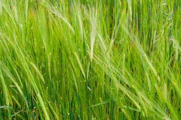 A fragment of a green rye field as an agricultural background
