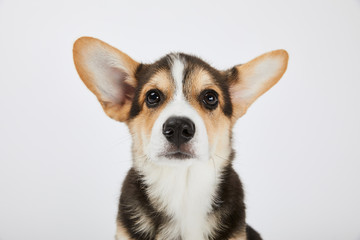 cute welsh corgi puppy looking at camera isolated on white