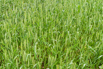 A fragment of a green wheat field as an agricultural background