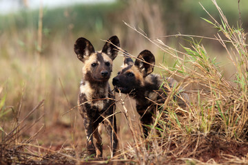 The African wild dog (Lycaon pictus), also known as African hunting or  African painted dog,...