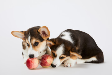 cute welsh corgi puppies with red apples on white background