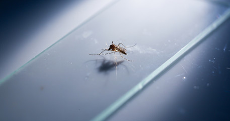 close up of mosquito on glass in laboratory