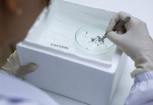 scientist with equipment and mosquito on glass in laboratory