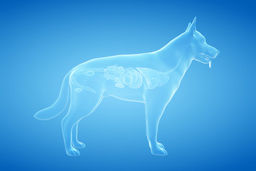 3d rendered anatomy illustration of the canine