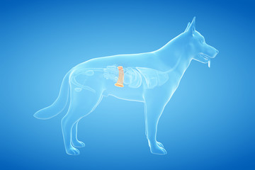 3d rendered anatomy illustration of the canine spleen