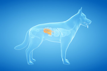 3d rendered anatomy illustration of the canine small intestine