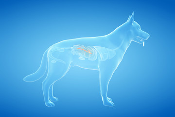 Obraz na płótnie Canvas 3d rendered anatomy illustration of the canine pancreas