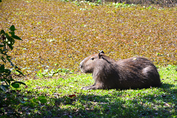 Capybara