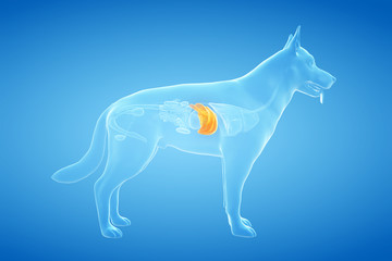 3d rendered anatomy illustration of the canine liver