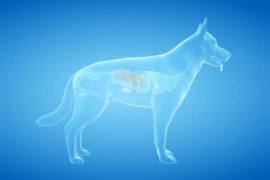 3d rendered anatomy illustration of the canine pancreas