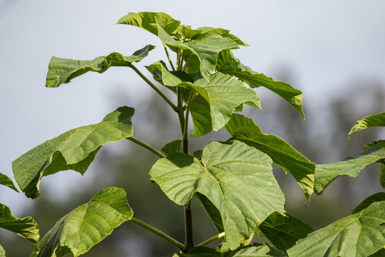 Blauglockenbaum