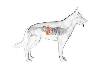 3d rendered anatomy illustration of the canine spleen