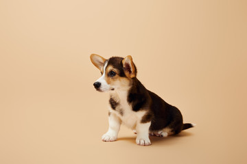 cute welsh corgi puppy looking away on beige background