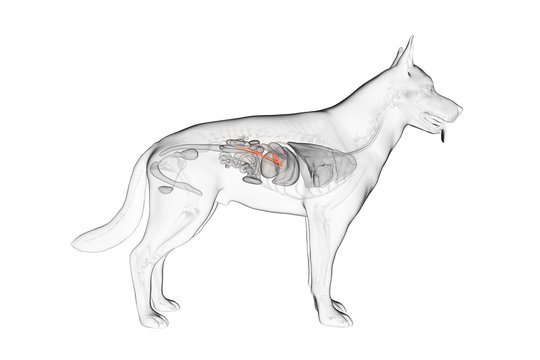 3d rendered anatomy illustration of the canine pancreas