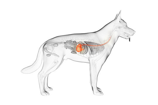 3d rendered anatomy illustration of the canine stomach