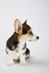 cute welsh corgi puppy looking away on white background