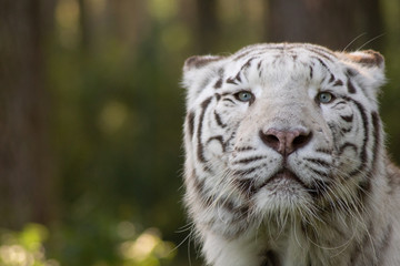 looking white tiger