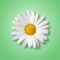 die Blüte einer Margerite isoliert auf grünem Untergrund