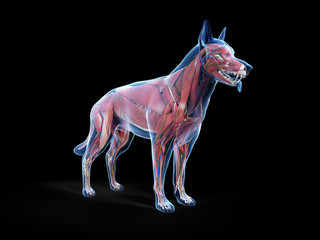 3d rendered anatomy illustration of the canine anatomy